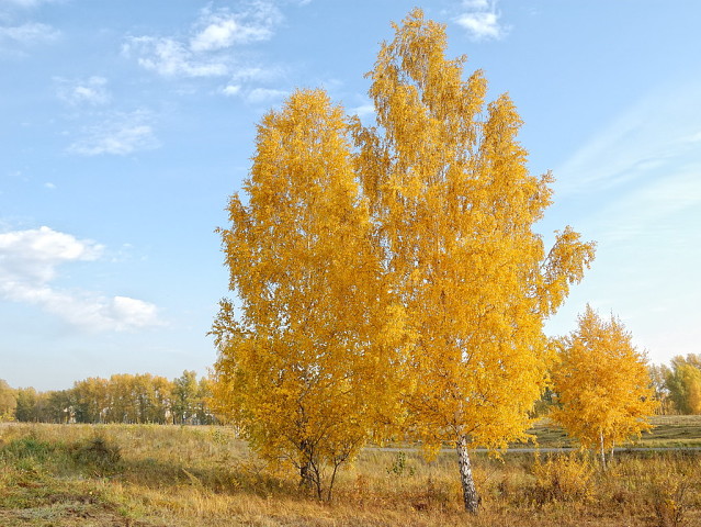 Осенняя сказка