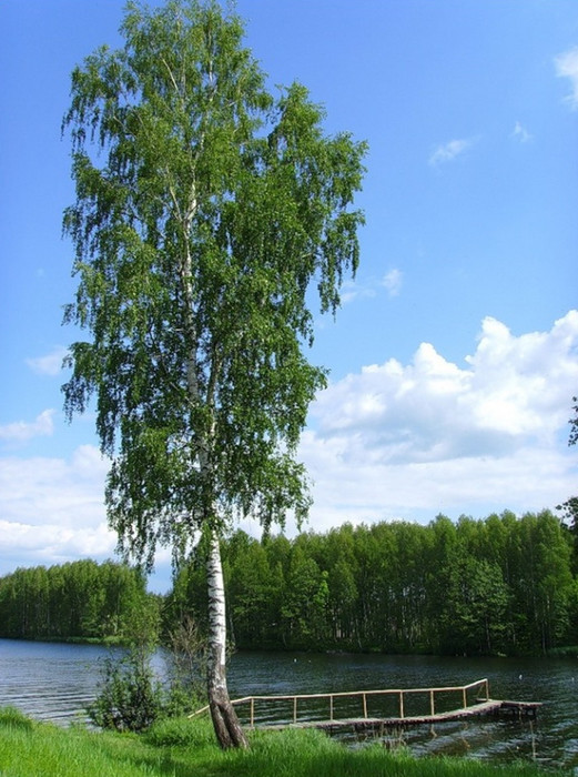 Гимн березе