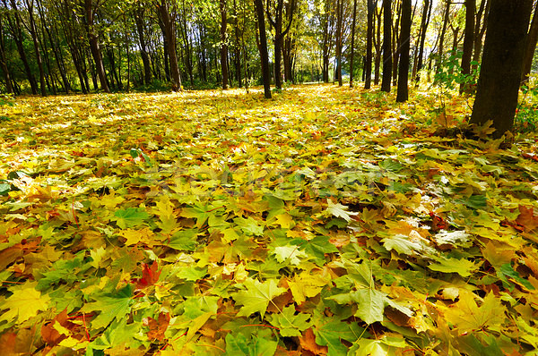 Поздняя осень