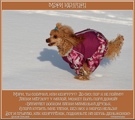 Мэри кенгуру