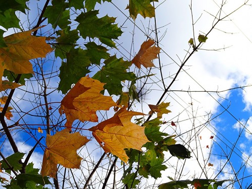 Осень на дворе