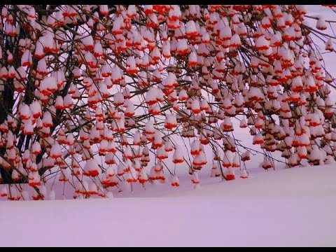 Заиндевели ягоды рябины