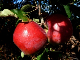 Запретный плод, о как ты сладок!