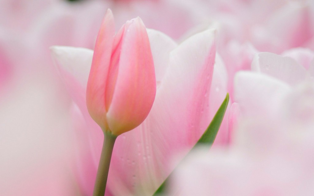 Из жизни богатой дамы. У меня есть путь прямой