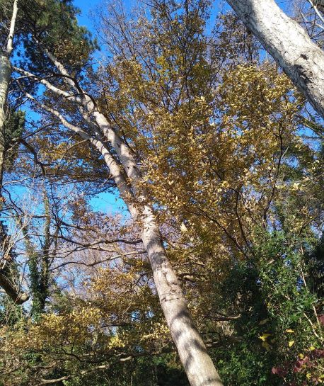 Декабрь в Сочи