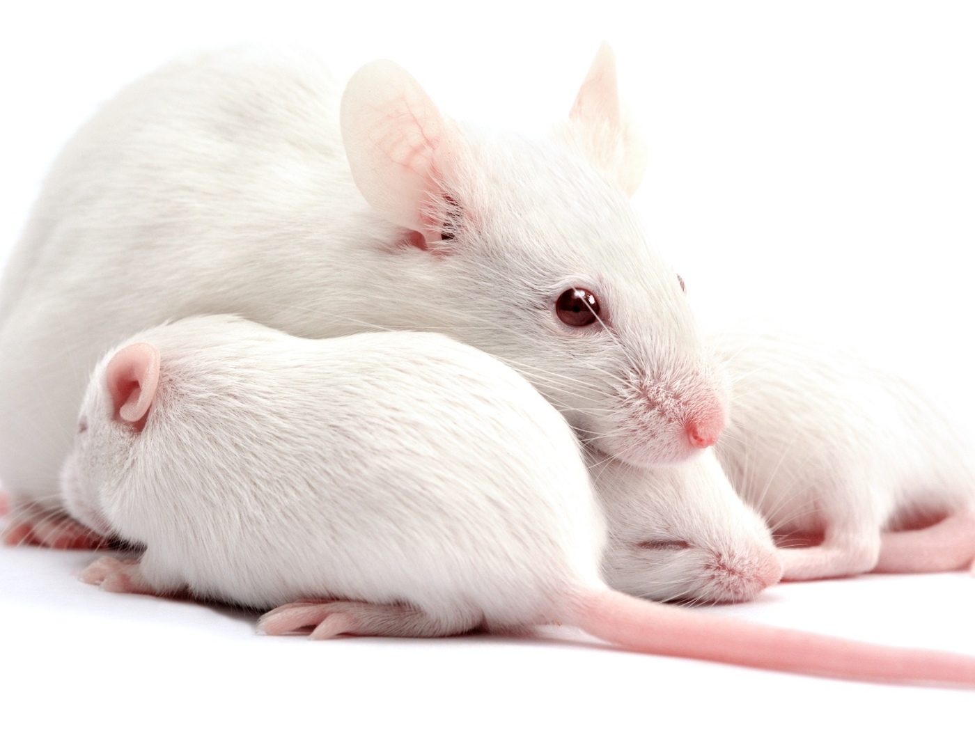 Как называются белые мыши. Белая крыса