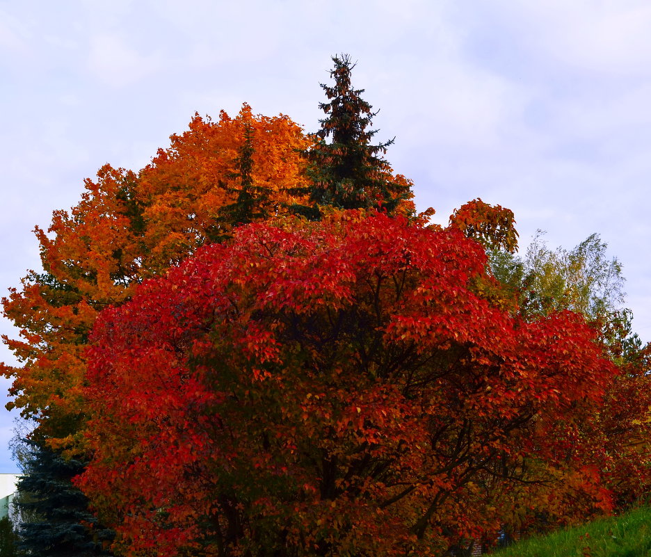 багрянец осин. осенний куст. багряный клён. клён канадский краснолистный. клён канадский багряный.