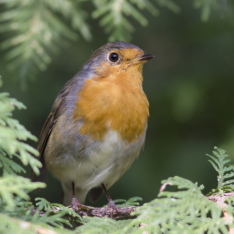 Я дома сижу, добровольным изгоем
