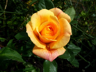 Неожиданная встреча