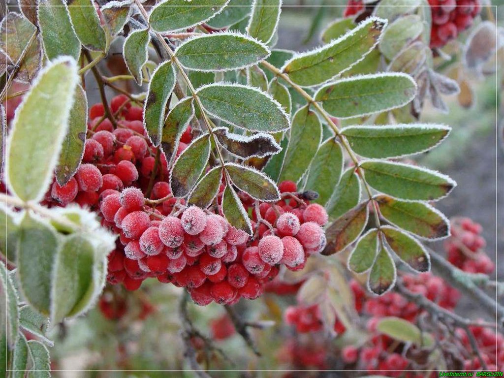 Первый иней