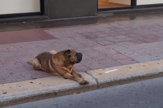 Если тигра нет в горах... Басня