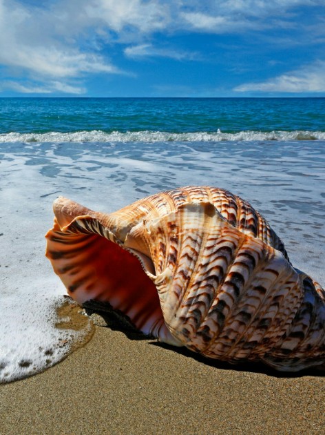 Море и моллюск