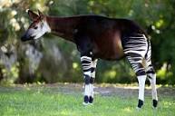 Окапи. Алфавит детский. Буква О. Парнокопытные