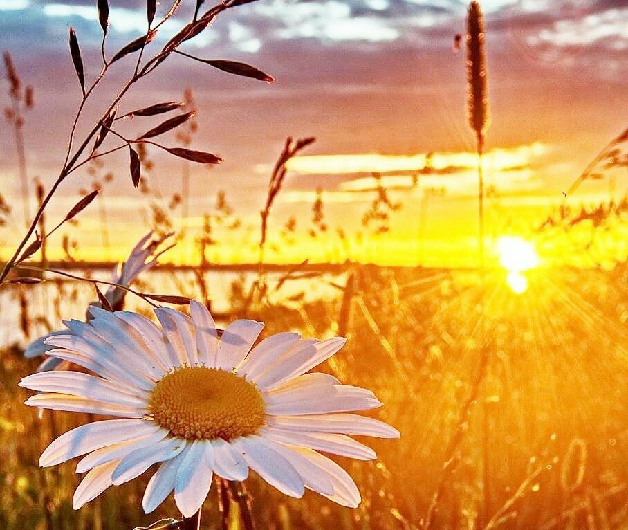 Когда цвела в потоках нежных струй...