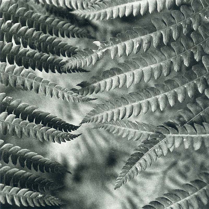 Музыкальность снимка