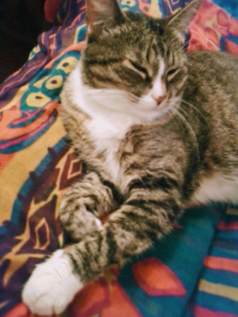 Есть у кошки, разум и душа