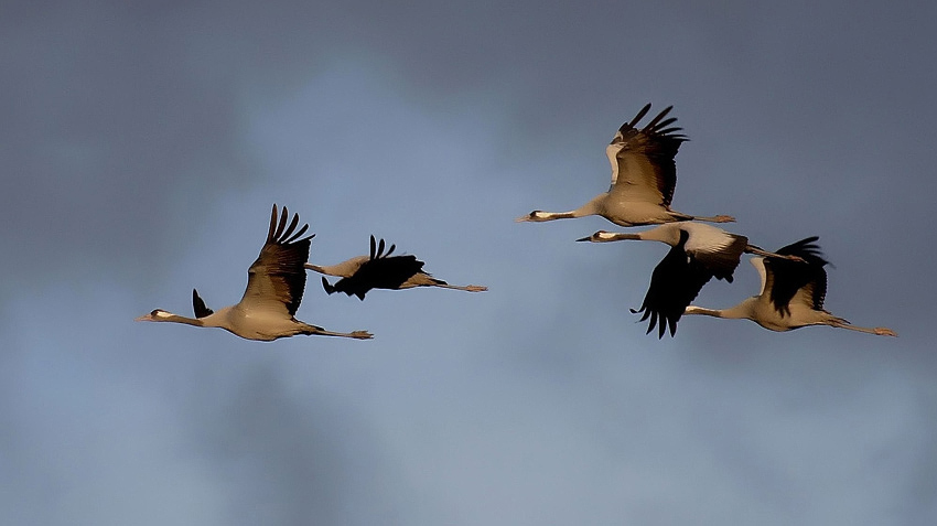 Не ломайте крылья себе сами