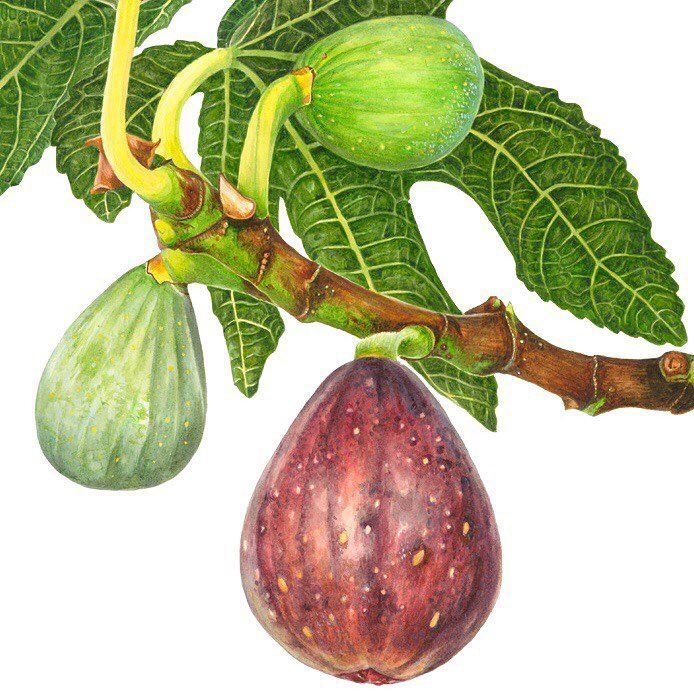 Запретный плод