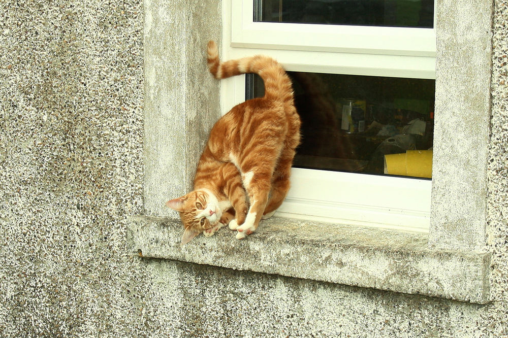 Кот на карнизе. Кошка на окне. Котенок у окна. Рыжий кот на окне. Коты в окне.