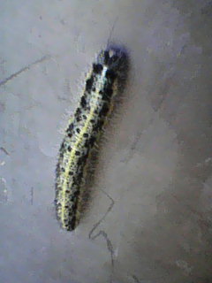 Ромби и зоботы