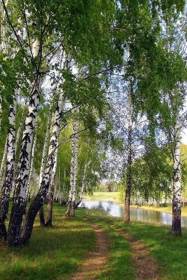 Красота березы