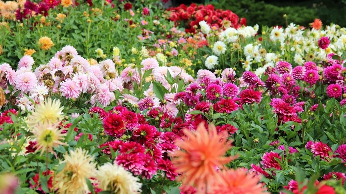 Спор цветов или песня короля. Сказка