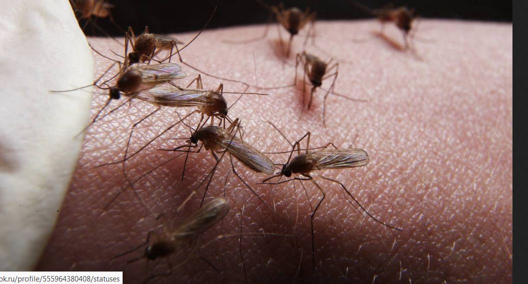 Комариное лето