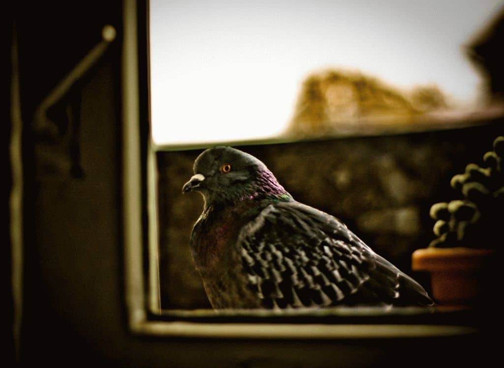 Ворон стучит в окно. Птицы на окна. Птица на подоконнике. Голубь за окном. Птица на подоконнике примета.