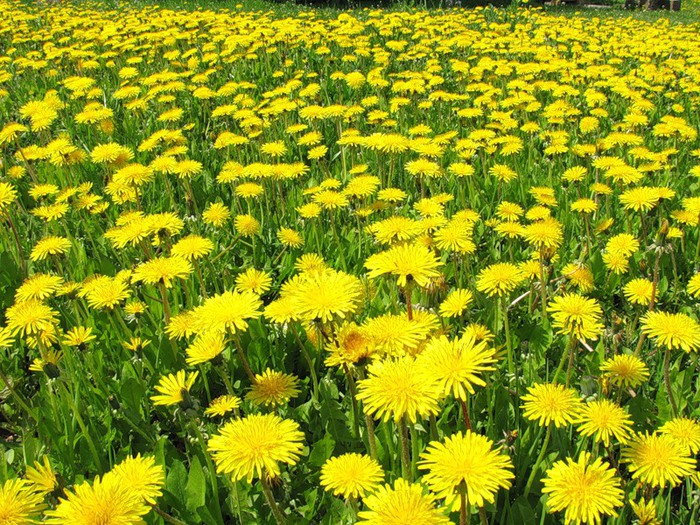 Одуванчиковый луг