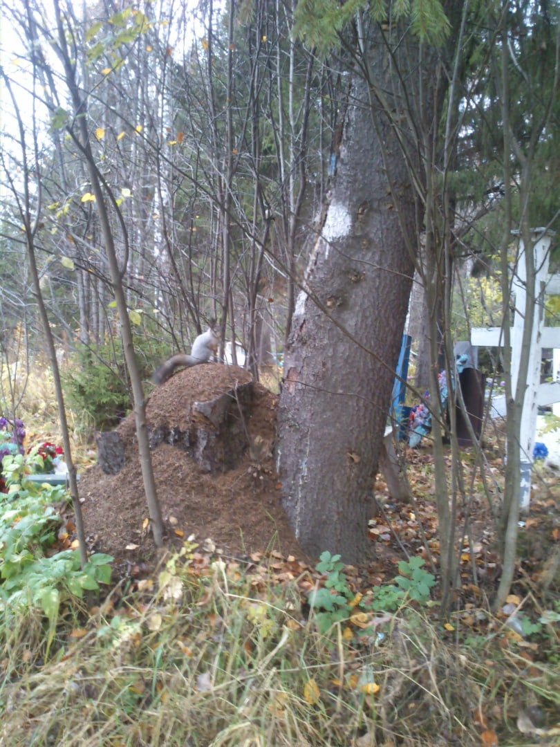 Случай на кладбище