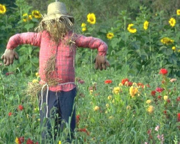 Соломенное пугало