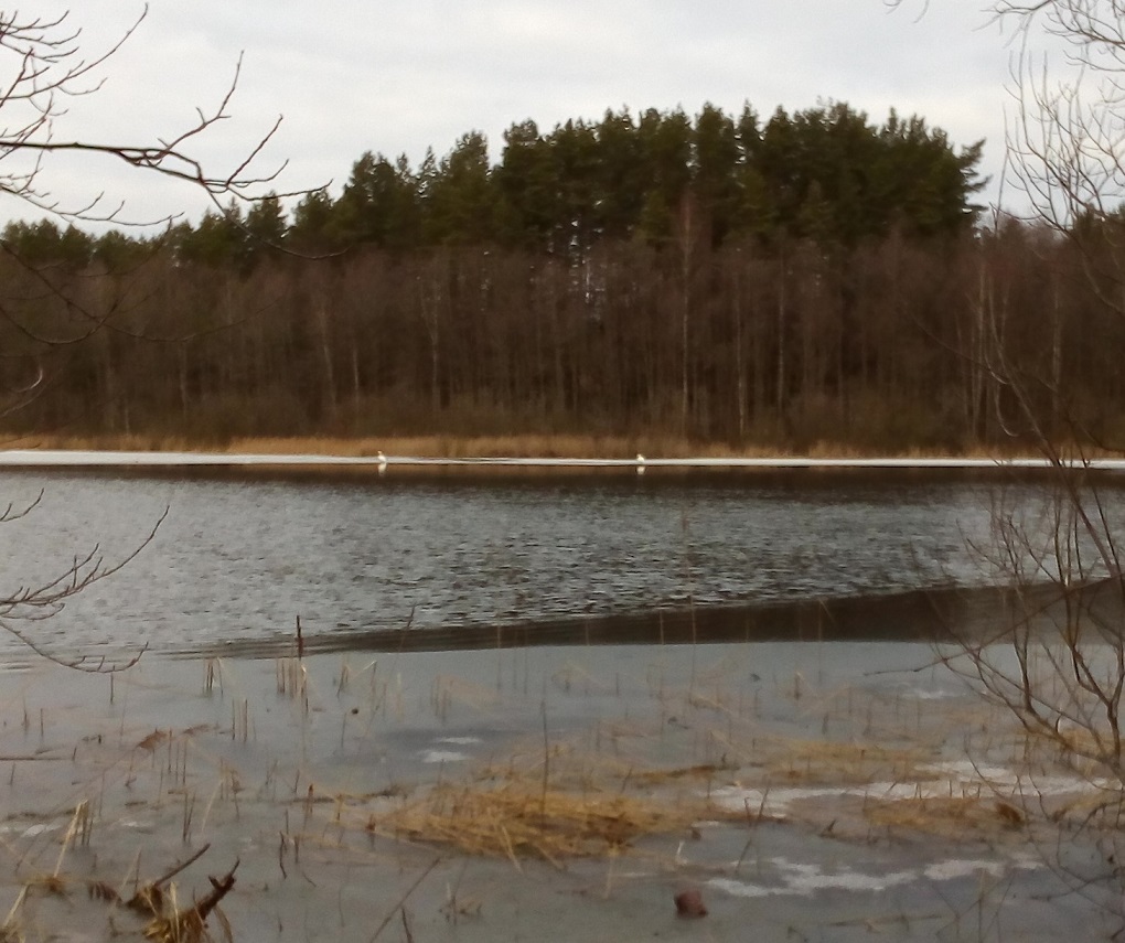 Зима без снега нам вскрыла раны (Елена Лунина 2) / Стихи.ру