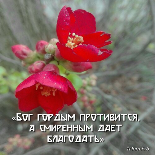 Не хвались красотою своей