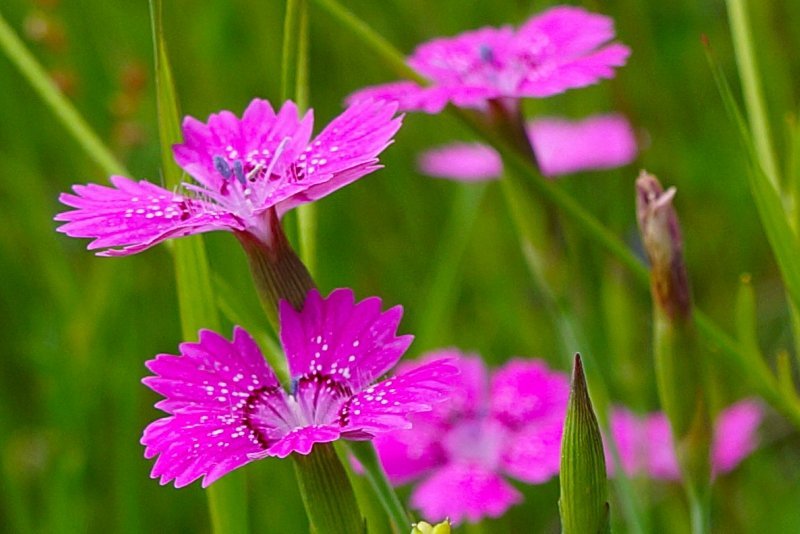 Цветы гвоздики полевой