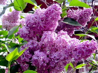 Не тебя я полюбила