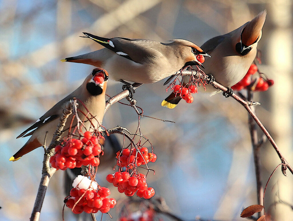 Свиристели для Маши