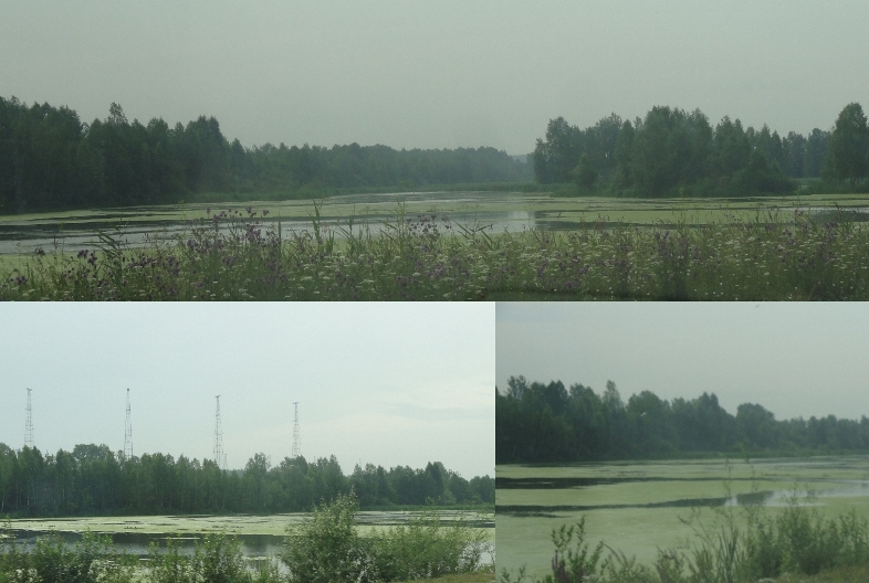 Манит затишья водно-заповедный уголок меж двух...