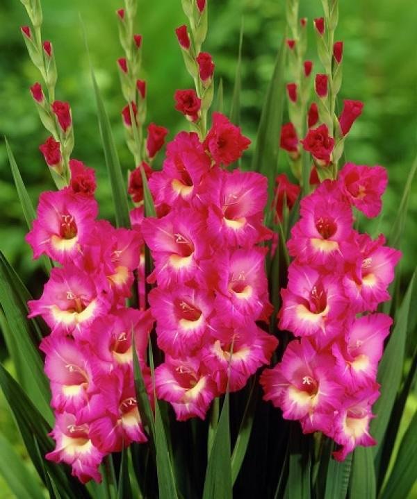 Гладиолусы