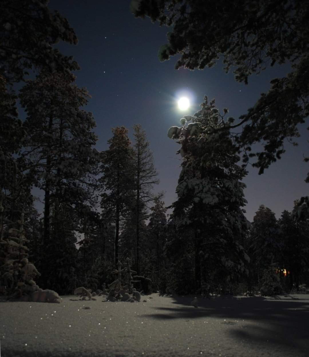 Луна зимой ночью. Зимний лес вечером. Лес зимой ночью. Зимняя ночь. Ночь лес Луна.
