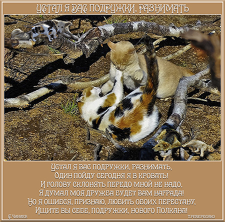 Устал я вас подружки, разнимать