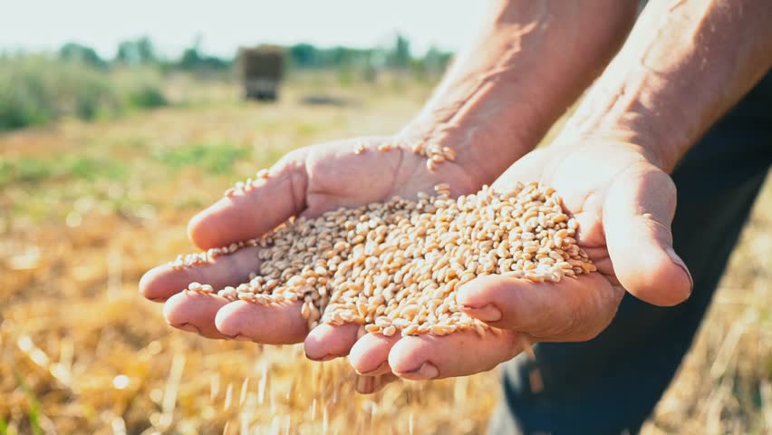 Зерно (Николай Сидякин 2) / Стихи.ру