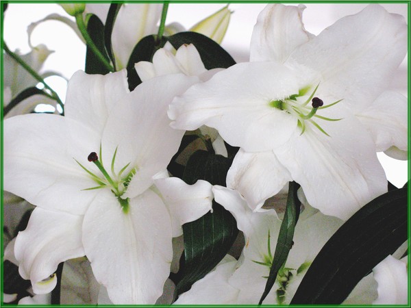 Белые лилии