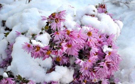 Отогрею надеждой себя