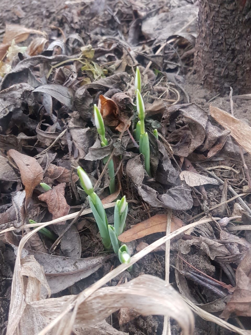 Подснежники в январе