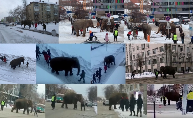 Слонам сугробы не помеха, долой все клетки...