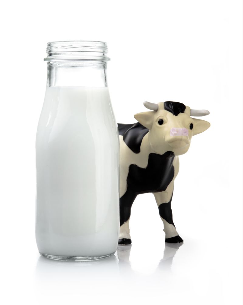 Сонник молоко видит. Корова молоко. Корова для молока. Молоко домашнее. Молоко на белом фоне.