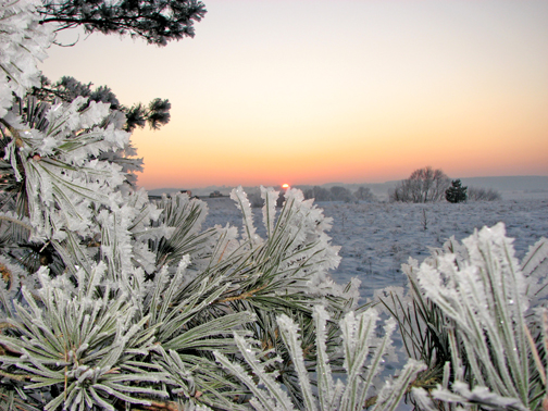 Калужский бор
