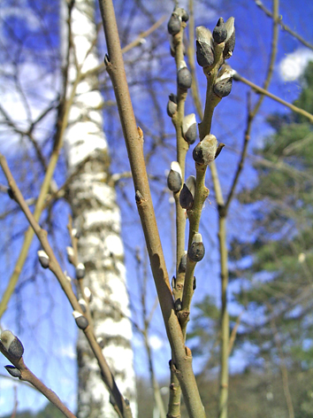 Росток весенний