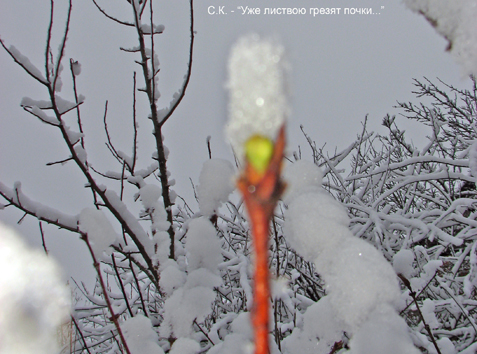 Уже листвою грезят почки