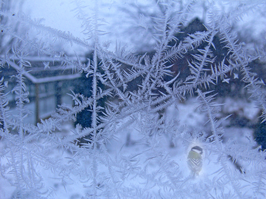 Синица за стеклом